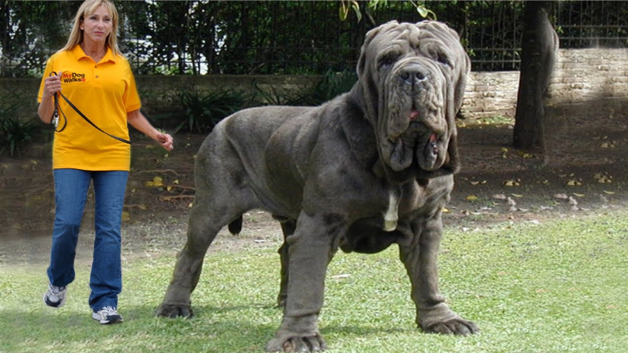 10 Biggest Dogs In The World Fotolip Rich Image And Wallpaper