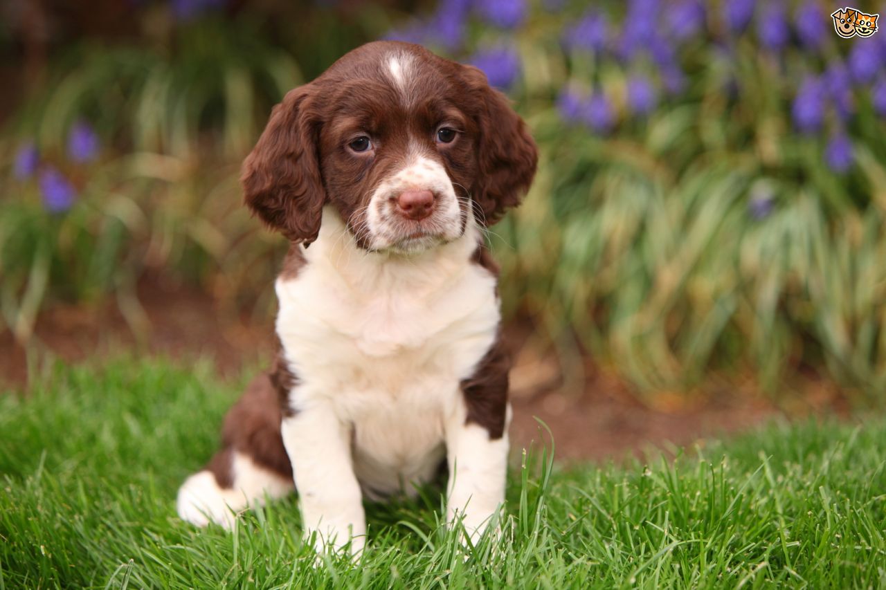 springer-spaniel-puppies-fotolip-rich-image-and-wallpaper